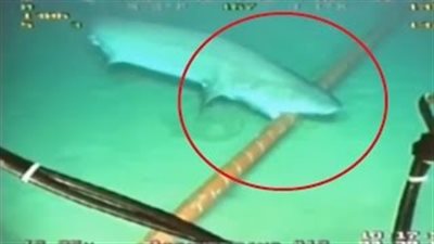 بالفيديو.. سمكة قرش تهاجم أسلاك الإنترنت أسفل المياه