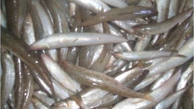 سمك «مكرونة خليجي» يسجل 17 جنيها بسوق الجملة