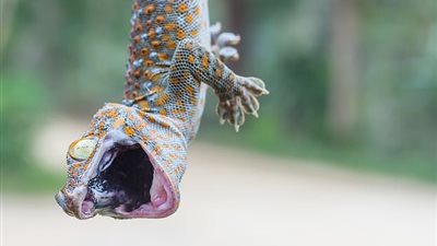 دراسة تكشف أسباب قدرة الأبراص على السير فوق سطح المياه (صور)