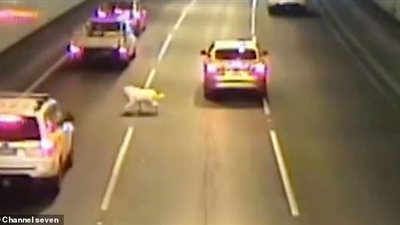 كلب يقفز من نافذة سيارة على طريق سريع (فيديو)