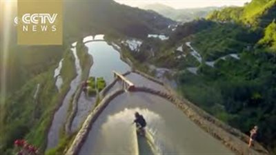 بالفيديو.. شباب يتزلج على حقول الأرز بدلًا من الأمواج