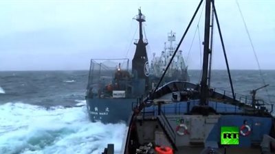 بالفيديو.. معركة بحرية لحماة الطبيعة مع سفينة يابانية لصيد الحيتان