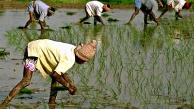 حصر 1200 فدان مزروعة أرزا بالمخالفة للقوانين بالوادي الجديد