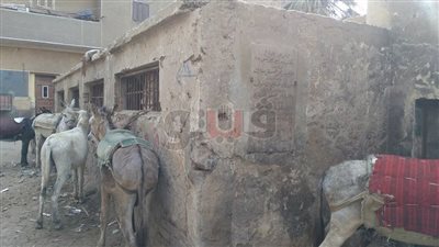 مكتب بريد جرفس في الفيوم تحول إلى مربط للدواب (صور)
