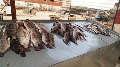 انخفاض أسعار الأسماك بالأسواق اليوم.. والبلطي بـ 20 جنيها