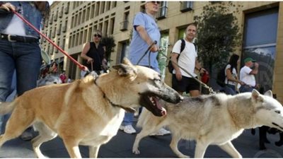 بنك الدم الأسترالي للحيوانات يدعو أصحاب الكلاب للتبرع بالدم