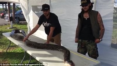 صياد يقتل ثعبانا ضخما بطلقة في الرأس (فيديو وصور)