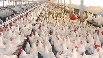 4 فوائد من لجوء وزارة الزراعة للتأمين على مزارع الدواجن