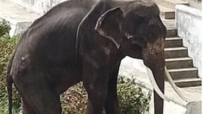 فيل يؤدي عرضا مؤلما بحديقة حيوان تايلاندية (فيديو وصور)