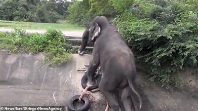 رجال ينقذون فيلا علق بنهر بذكاء (فيديو وصور)