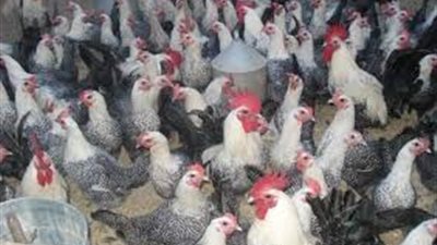 محافظ الفيوم: تراجع إنتاج مشروع الدواجن التكاملي إلى أقل من 50%