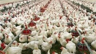 تحليل عينات من مزارع الدواجن فور تطبييق قانون حظر التداول