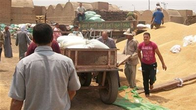 توريد 323 ألفًا و76 طن قمح بـ