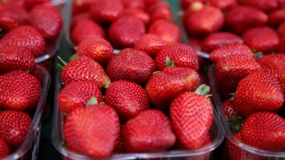 مصر للطيران للشحن الجوي تنقل 44 طن فراولة إلى روسيا