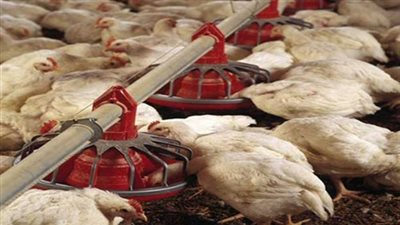 مدير الطب البيطري بالأقصر: مرض نيوكاسل لا يصيب الإنسان