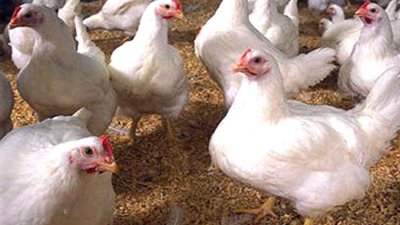 «غرفة القاهرة»: تراجع في أسعار الدواجن والبيض بالمزارع