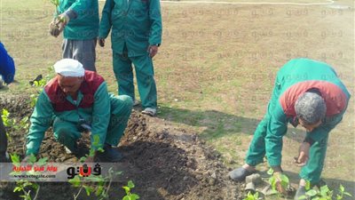 بالفيديو والصور.. زراعة أشجار زينة بميدان التحرير