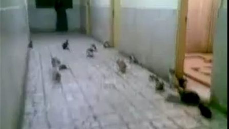 فيتو