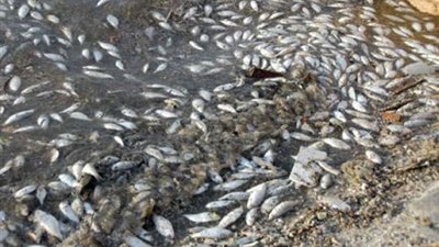 نفوق كميات كبيرة من الأسماك بنهر النيل بـ