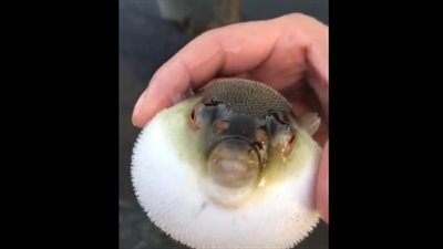 مشهد صادم لشاب يستخدم سمكة الينفوخ في تنظيف حذاءه (فيديو)