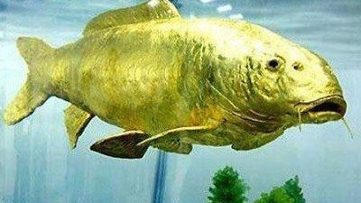 إرسال أسماك ذهبية إلى الفضاء