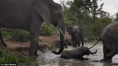 رد فعل أنثى فيل واجه صغيرها صعوبة في الخروج من النهر (فيديو وصور)