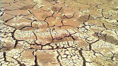 كفافى: زيادة مساحة الأرز سبب مشكلة المياه في الشرقية