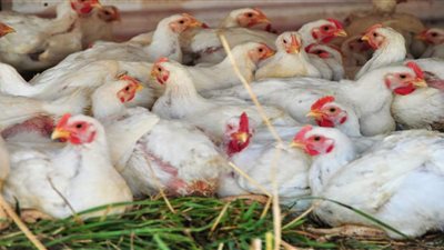 «مشروعات النواب» تسعى لإحياء قانون منع تداول الطيور حية.. رئيس اللجنة: هدفنا تطوير الصناعة.. برلماني: مافيا تجارة الدواجن تحارب المنظومة الجديدة.. والزراعة: ننسق مع أصحاب «الرياشات»