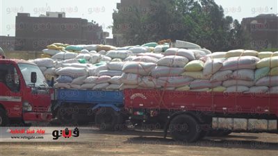 بالصور.. توريد 156.483 طن قمح بالمنوفية