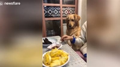 موقف طريف لكلب مهذب يطالب مالكته بإعطائه اللحم (فيديو)