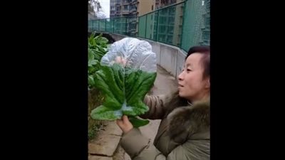 امرأة تصنع منحوتة جليدية مذهلة من أوراق الكرنب (فيديو)