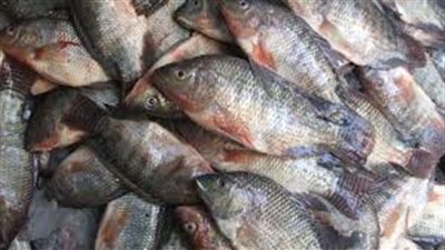 أسعار الأسماك اليوم 13/12/2018.. «البلطي» يسجل 23.5 جنيها