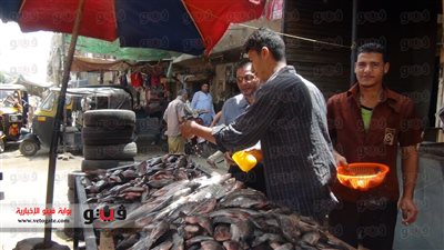 بالفيديو.. تاجر: أسعار السمك في زيادة مستمرة