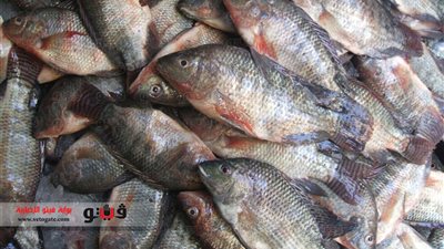 شعبة الأسماك تتوقع ارتفاع أسعار البلطي إلى 20 جنيهًا