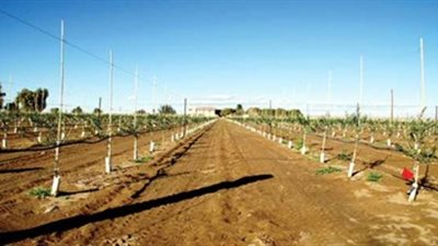 الطرح الثاني من مشروع الـ1.5 مليون فدان نهاية ديسمبر