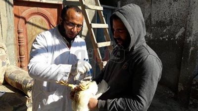 حملات على مزارع الدواجن بالدقهلية بعد اكتشاف بؤرة لأنفلونزا الطيور (صور)