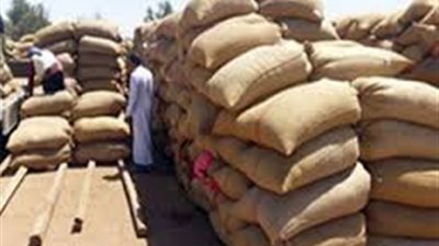 توريد 186 ألفا و401 طن قمح بالغربية