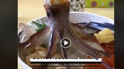الأخطبوط الراقص.. أغرب طبق ياباني يمكن تناوله (فيديو)