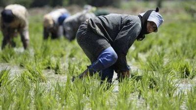 مصدر بمياه الشرب: زراعة الأرز بالبحيرة تؤثر على مياه الإسكندرية