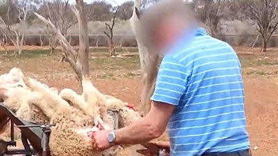 بالفيديو والصور.. طريقة التعامل مع الأغنام للحصول على فروها بأستراليا