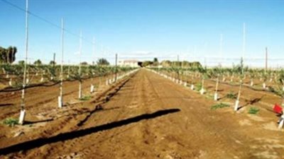 «الريف المصري» تبدأ الطرح الثاني بمشروع الـ1.5 مليون فدان.. البداية بـ45 ألف فدان في غرب المنيا.. مشروعات استثمارية كبرى لإنتاج السكر.. وقائمة بالتراكيب المحصولية المناسبة للمنطقة