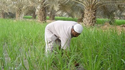 زراعة الوادى: عدم صرف أسمدة للأرز هذا العام
