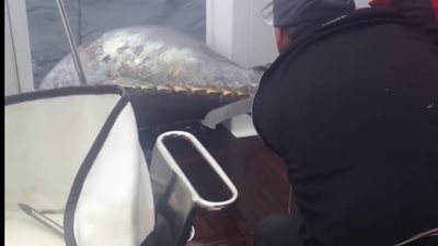أكبر سمكة تونة في العالم بـ 2 مليون دولار (فيديو)