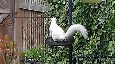 جدة تمسك بسنجاب نادر يسرق حديقتها (صور)