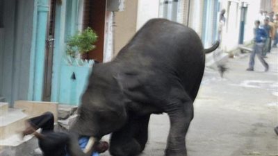 مجموعة من الفيلة البرية الهائجة تتسبب في إصابة شخصين بالصين