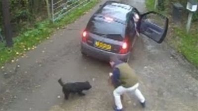 3.5 مليون مشاهدة لـ«فيديو» سرقة كلبين