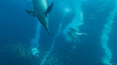 8 يونيو.. الاحتفال باليوم العالمي للمحيطات