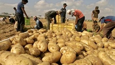 أسعار الخضراوات والفاكهة اليوم 17/ 12/ 2018.. والبطاطس بـ6.25 جنيهات