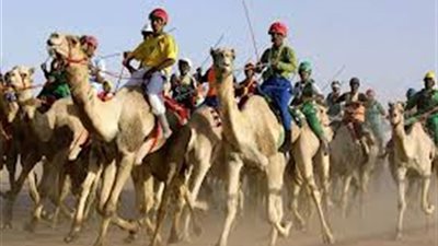 30 متنافسا في سباق الهجن بنويبع