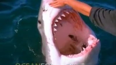 بالفيديو.. رجل يتمكن من ترويض سمكة قرش عملاقة